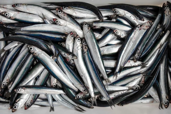 Preserved Anchovies Price in Germany Shrinks 3% to $15.7 per kg